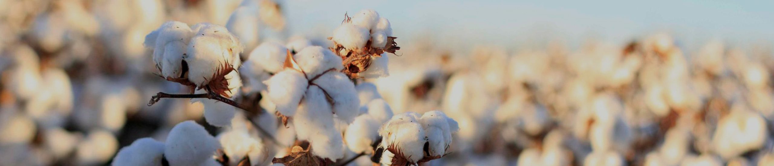 Clothing and Apparel Service Story